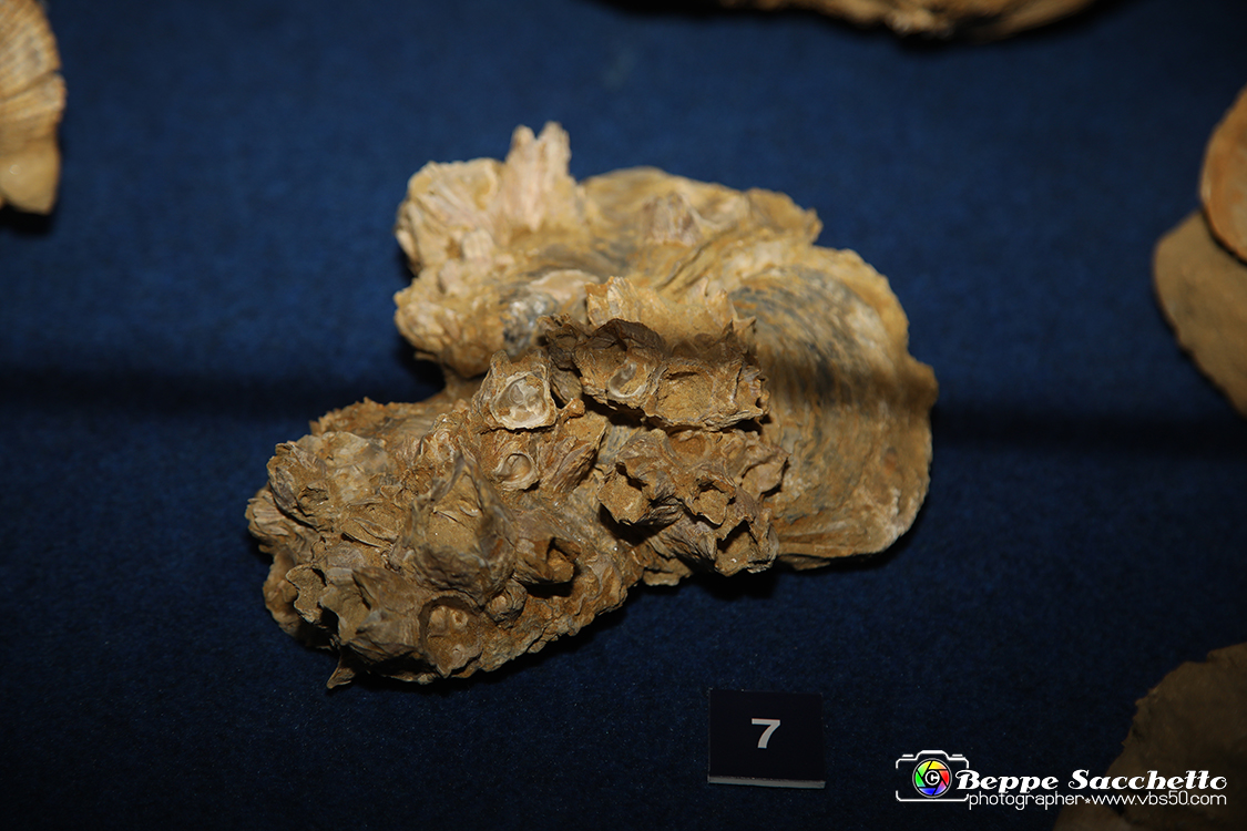 VBS_9549 - Museo Paleontologico - Asti.jpg